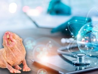 VitaDAO Launches Biotech Firm to Fight Aging With Naked Mole-Rats